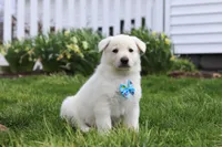 Bodhi, a male German Shepherd Dog for sale in Dundee, OH – Photo 2 of 5