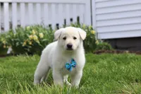 Bodhi, a male German Shepherd Dog for sale in Dundee, OH – Photo 4 of 5