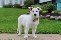 Bodhi, a male German Shepherd Dog for sale in Dundee, OH – 3 of 9