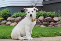 Bodhi, a male German Shepherd Dog for sale in Dundee, OH – 7 of 9