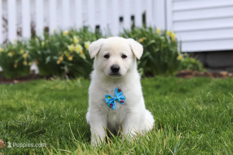 Bodhi – German Shepherd Dog puppy for sale in Dundee, OH