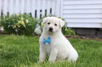 Bodhi, a male German Shepherd Dog for sale in Dundee, OH – Photo 3 of 5