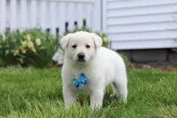 Bodhi, a male German Shepherd Dog for sale in Dundee, OH – Photo 5 of 5