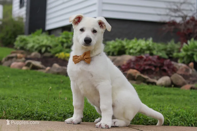 Bodhi – German Shepherd Dog puppy for sale in Dundee, OH