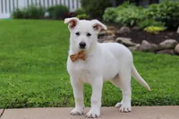 Bodhi, a male German Shepherd Dog for sale in Dundee, OH – 2 of 9
