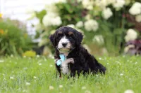 Duke, a male Miniature Bernedoodle for sale in Dundee, OH – 4 of 8