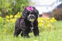 Bella, a female Miniature Bernedoodle for sale in Dundee, OH – 2 of 6