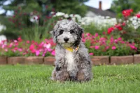 Chase, a male Miniature Bernedoodle for sale in Dundee, OH – 5 of 6