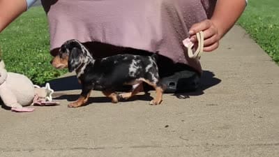 Barney, a male Miniature Dachshund for sale in Dundee, OH – 10 of 10