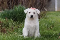 Zoey, a female German Shepherd Dog for sale in Dundee, OH – Photo 1 of 5