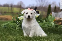 Zoey, a female German Shepherd Dog for sale in Dundee, OH – Photo 2 of 5