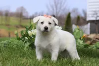 Zoey, a female German Shepherd Dog for sale in Dundee, OH – Photo 5 of 5