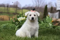 Zoey, a female German Shepherd Dog for sale in Dundee, OH – Photo 3 of 5