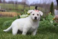 Zoey, a female German Shepherd Dog for sale in Dundee, OH – Photo 4 of 5