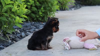 Lola, a female Yorkshire Terrier for sale in Dundee, OH – 10 of 10