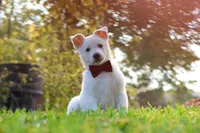 Teddy, a male German Shepherd Dog for sale in Dundee, OH – 3 of 10