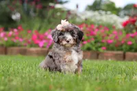 Callie, a female Miniature Bernedoodle for sale in Dundee, OH – 5 of 7