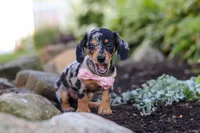 Stella, a female Miniature Dachshund for sale in Dundee, OH – 3 of 10