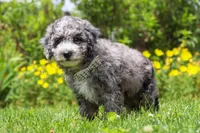 Chase, a male Miniature Bernedoodle for sale in Dundee, OH – 4 of 6