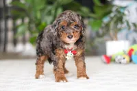 Clover, a male Cavapoo for sale in Dundee, OH – Photo 5 of 6