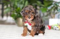 Clover, a male Cavapoo for sale in Dundee, OH – Photo 3 of 6