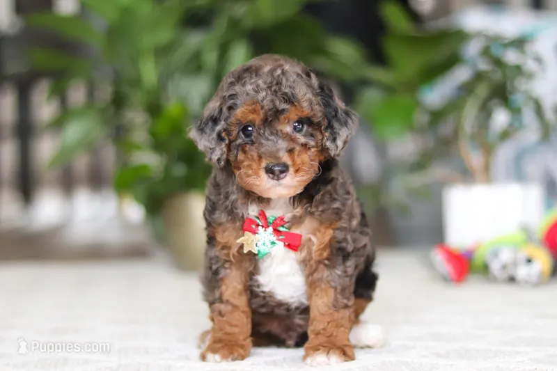 Clover – Cavapoo puppy for sale in Dundee, OH