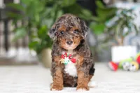 Clover, a male Cavapoo for sale in Dundee, OH – Photo 1 of 6