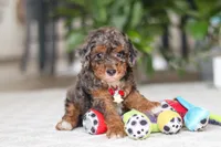Clover, a male Cavapoo for sale in Dundee, OH – Photo 6 of 6