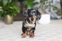Kenzo, a male Miniature Dachshund for sale in Dundee, OH – Photo 2 of 5