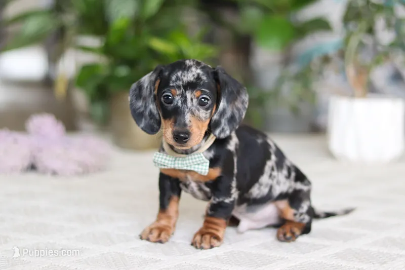 Kenzo – Miniature Dachshund puppy for sale in Dundee, OH