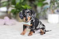 Kenzo, a male Miniature Dachshund for sale in Dundee, OH – Photo 1 of 5