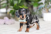 Kenzo, a male Miniature Dachshund for sale in Dundee, OH – Photo 5 of 5