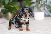 Kenzo, a male Miniature Dachshund for sale in Dundee, OH – Photo 4 of 5