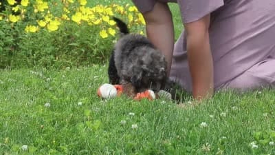 Oscar, a male Miniature Bernedoodle for sale in Dundee, OH – 5 of 5