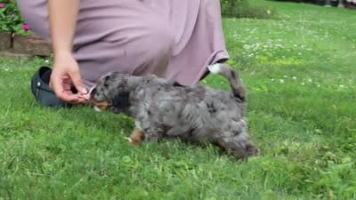 Callie, a female Miniature Bernedoodle for sale in Dundee, OH – 7 of 7