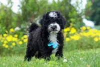 Kobe, a male Miniature Bernedoodle for sale in Dundee, OH – 1 of 6