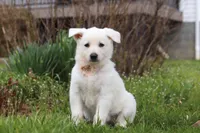 Tammy, a female German Shepherd Dog for sale in Dundee, OH – Photo 2 of 5