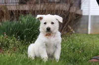 Tammy, a female German Shepherd Dog for sale in Dundee, OH – Photo 3 of 5