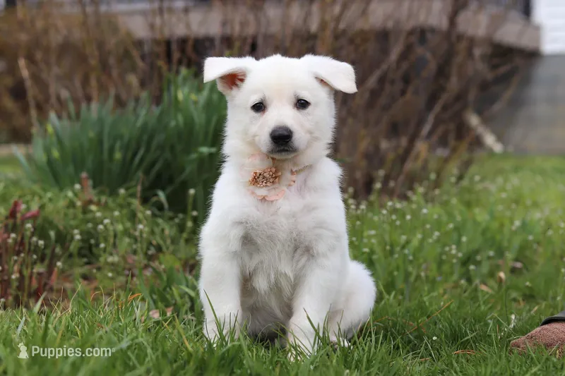 Tammy – German Shepherd Dog puppy for sale in Dundee, OH