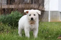Tammy, a female German Shepherd Dog for sale in Dundee, OH – Photo 5 of 5