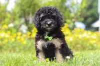 Benji, a male Miniature Bernedoodle for sale in Dundee, OH – 4 of 6