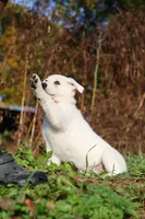 Alice, a female German Shepherd Dog for sale in Dundee, OH – 7 of 10