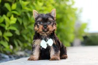 Mitchell, a male Yorkshire Terrier for sale in Dundee, OH – 3 of 10