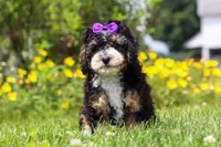 Haley, a female Miniature Bernedoodle for sale in Dundee, OH – 2 of 5
