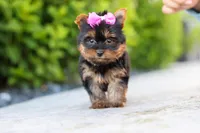 Lola, a female Yorkshire Terrier for sale in Dundee, OH – 2 of 10