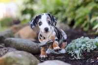 Anson, a male Miniature Dachshund for sale in Dundee, OH – 5 of 8