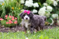 Princess, a female Miniature Bernedoodle for sale in Dundee, OH – 4 of 6