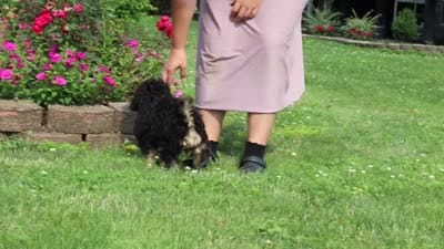 Bella, a female Miniature Bernedoodle for sale in Dundee, OH – 5 of 5
