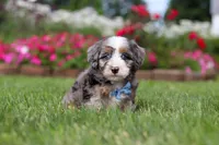 Ollie, a male Miniature Bernedoodle for sale in Dundee, OH – 6 of 8