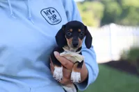 Duke, a male Miniature Dachshund for sale in Dundee, OH – 9 of 10